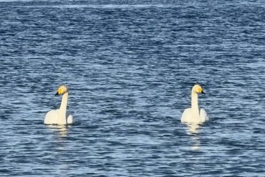 Первые белоснежные лебеди прилетели в Невельск пресс-служба администрации Невельского МО
