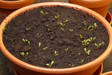 Тематическое фото pxhere.com