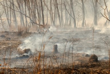 Под Геленджиком загорелся лес в труднодоступной местности Александр Хитров
