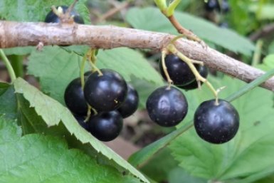 Плюнул и забыл: после этой подкормки смородина занимается самовывозом урожая в ваши закрома ИА StavropolMedia