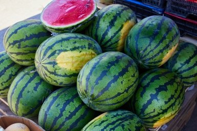 Аграрии Кубани ускорят созревание арбузов с помощью новых технологий Дмитрий Осипчук