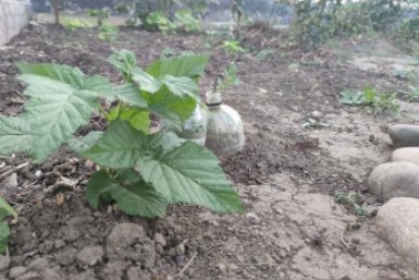 15 листочков в воду - тля исчезает за 4 часа: есть у каждого на кухне ИА Stavropol.Media