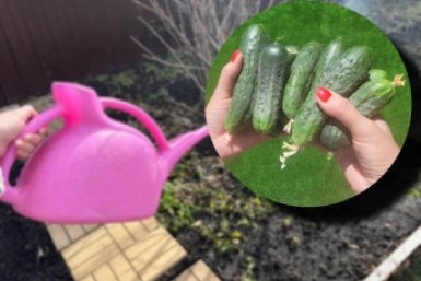 Киньте 1 ложку в лейку - огурцы хрустящие и без желтизны: плодоносят нон-стоп ИА Stavropol.Media