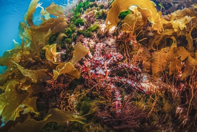 Квоты на вылов краба у берегов Сахалина попытаются продать в 2026 году