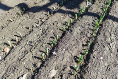 Дачники, запишите, какие культуры нужно посеять в апреле 2026 года ИА Stavropol.Media