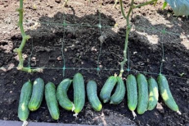 1 ложка в апреле - огурцы цветут на 2 недели раньше: всё село завидует ИА SakhalinMedia