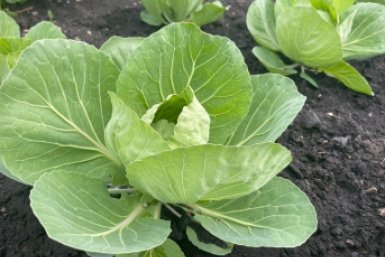 Тематическое фото Автора