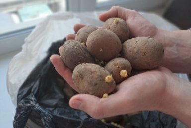 Картошка, картофель Ольга Брютова, ИА UssurMedia