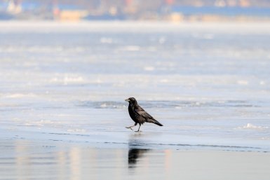 Тематическое фото Евгений  Кулешов, ИА PrimaMedia.ru