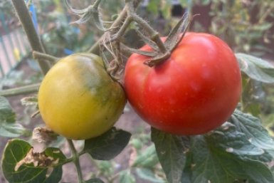 Тематическое фото ИА KrasnodarMedia