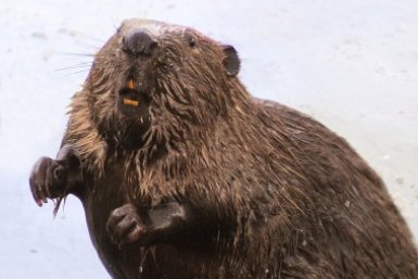 Почему с приходом весны в Москве стало видно много бобров