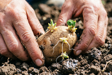 За 7 дней до посадки картошки — обязательно: опрыскиваем клубни 3 раза — собираем по 5 ведер с куста