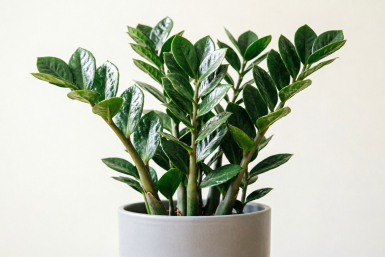 1 щепотка в воду – и под корень замиокулькаса: из горшка полезут рахисы толще пальца – апрельская подкормка