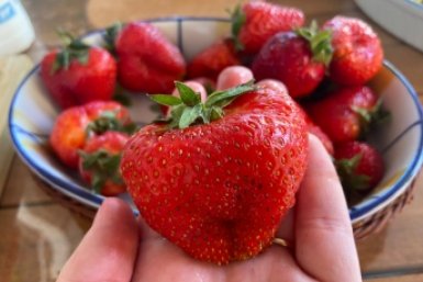 1 ложка на 10 л. воды - и клубника завалит ягодами размером с кулак: весенний &quotэнергетик&quot для ягодник ИА SakhalinMedia