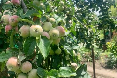 2 ложки в воду – и яблоки без гнили до октября: так делал биолог Мичурин в 1934 году