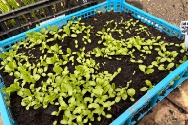 Шпаргалка для дачников: какую зелень посадить в грунт в апреле 2026 года