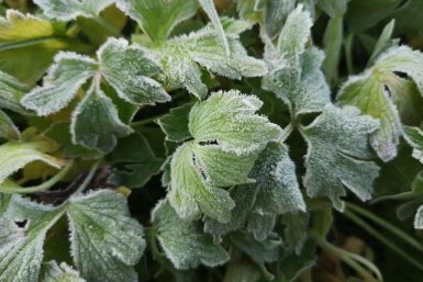 Заморозки сохранятся на Кубани еще три ближайшие ночи Илья Табаченко