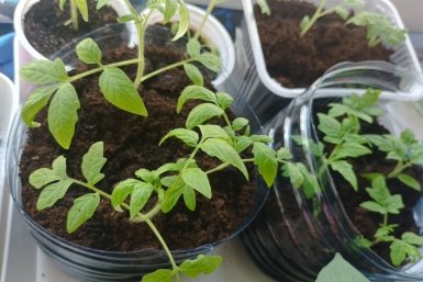 Полудохлая рассада на глазах окрепла — стала толщиной с палец: 23 рубля — цена вопроса