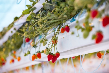 Почему у клубники краснеют листья в апреле: агрономы назвали причину — спасаем урожай