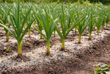 Тематическое фото Создано при помощи ИИ