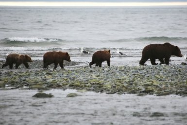 Особенно опасна встреча с медведицей,  охраняющей медвежат Чёрный Игорь, MagadanMedia.ru