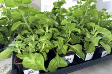 Дачников предупредили об опасности высаживания рассады в апреле