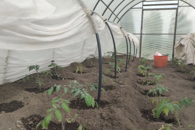 Ушлые дачники ставят в теплицу бочку с водой – и горя не знают: вот зачем это нужно – совет агронома