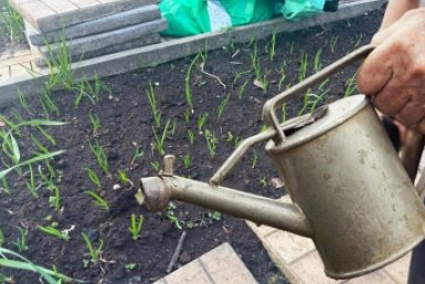 30 г на ведро - лук без гнили и луковой мухи: поливаем 2 раза за сезон ИА KrasnodarMedia