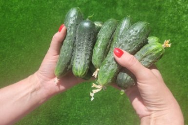 Хрустящие огурцы уже в мае: 2 хитрости при посадке - все село завидует