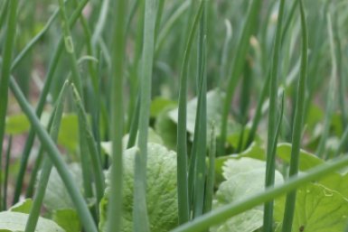 Чеснок больше не желтеет: весенняя подкормка изменила все — урожая теперь выше крыши