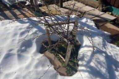 2 "пшика" на деревья и цветы – и возвратные заморозки побоку: все завязи и бутоны под надежной защитой