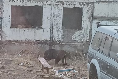 Гулявший утром медведь на Итурупе покинул территорию села газета &quotКрасный маяк&quot