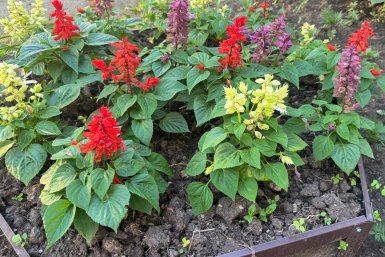 Опрыскала натуральной "бурдой" — тля сгорела на глазах: как избавиться от прожорливого паразита без химикатов