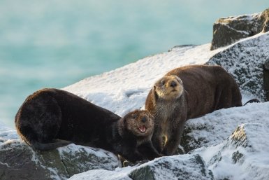Каланы Алексей Перелыгин