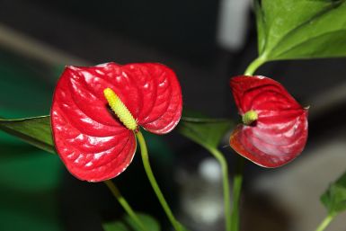 Если антуриум не цветет – обязательно: смешиваем 4 ложки с водой – и под корень, бутоны полезут один за другим