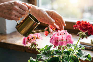 С 25 апреля по 5 мая герани – обязательно: 4 капли в воду – и чахлый куст превратится в королеву подоконника