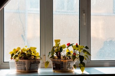 Три подкормки для цветов из того, что есть на кухне, творят чудеса