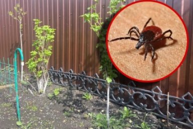 1 кг в кипяток - клещи разбегаются в панике: огород пустой за 1 час