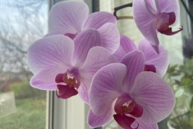 1 кожура в воду — и орхидея выпускает бутоны без остановки: цветет 3 месяца подряд