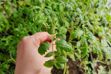 Лучшие дни для пересадки томатов в теплицу: лунный календарь на апрель 2026 год