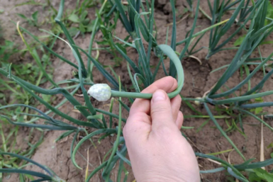 Засунула лук-севок в майскую землю – вместо репки выскочили "копья": от стрелкования спасут 3 вещи