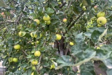 250 гр. на 5 л - гнилых яблок не будет: вот чем нужно полить яблони весной