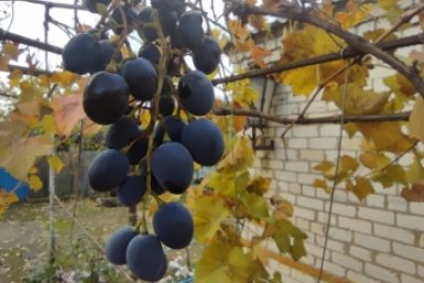 Из всех сортов винограда этот дал 10 кг с куста - идеален для соков и компотов