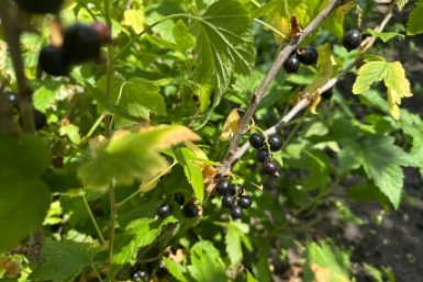 Не сорняк, а золото для смородины: тля убегает, а ягоды крупные и сочные