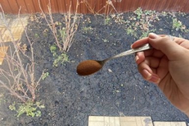 Тонны урожая летом: рассыпаю такую муку в конце апреля - почва рыхла как от грабель