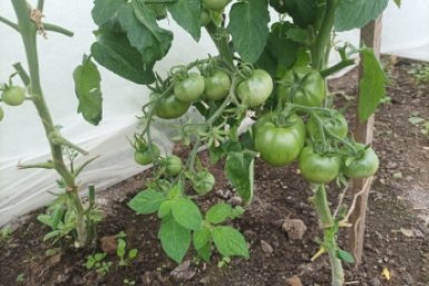 Когда высаживать томаты в теплицу по Лунному календарю-2026: выбираем правильный день — урожай гребем тоннами