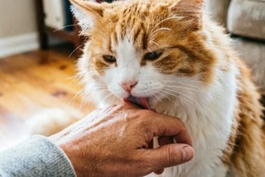 Не агрессия и не злость: вот почему кошка лижет, а затем резко нападает – скрытая причина
