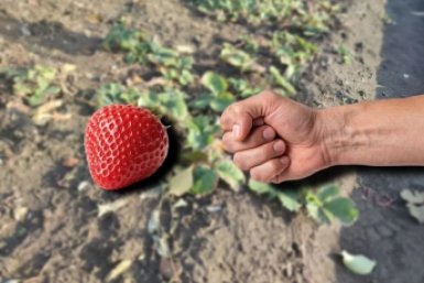 До конца мая - не пропустить: 4 шкурки в кипяток - клубника сладкая и крупная