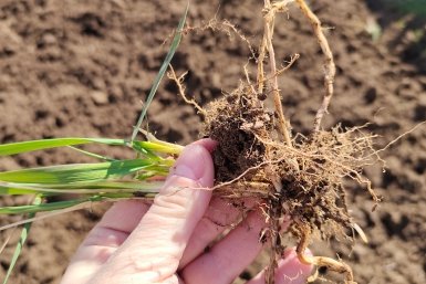 3 "пшика" на пырей – и сорняк загнется на глазах: решение проблемы на весь сезон