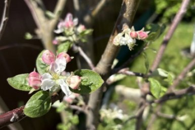 3 пшика на ветки - яблонная тля падает замертво: 3 раствора на июнь